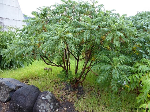 23.02.2018 - Botanischer Garten Informationszentrum Nationalpark Caldera de Taburiente, La Palma