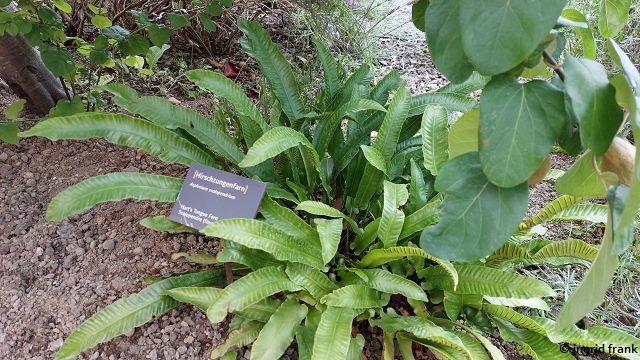 Asplenium scolopendrium / Hirschzunge