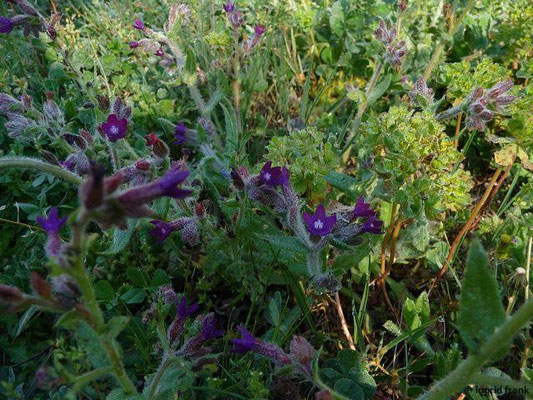 Anchusa officinalis / Gebräuchliche Ochsenzunge     (16.04.2015; Griechenland, Chalkidiki)