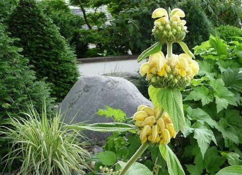 Phlomis russelliana / Russels Brandkraut