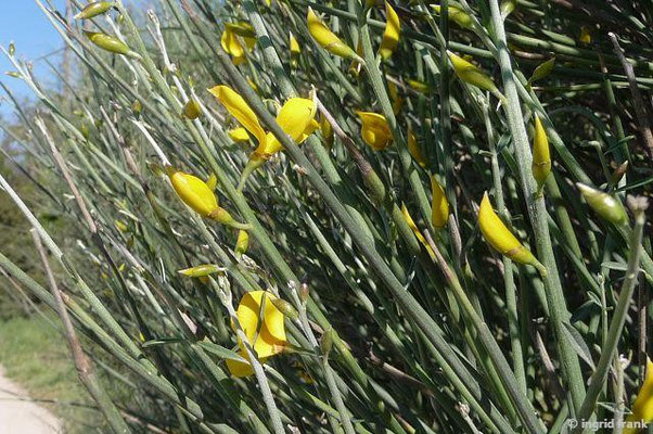 Cytisus scoparius / Gewöhnlicher Besenginster    (17.04.2015; Griechenland, Chalkidiki)