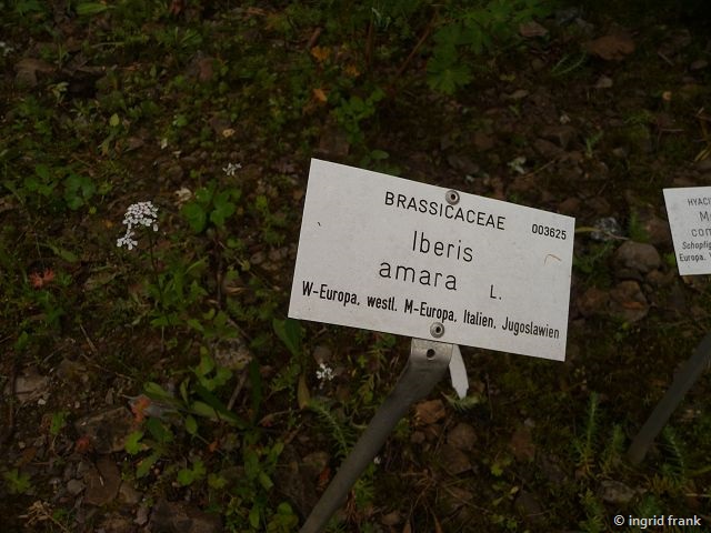 11.06.2016 - Botanischer Garten Universität Heidelberg