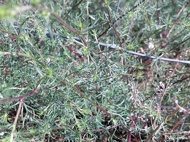 24.06.2024 - NSG Sandhausener Düne, Pferdstrieb