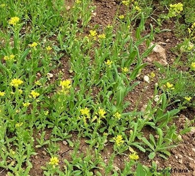 Myagrum perfoliatum / Hohldotter (Botanischer Garten Berlin)    V-VII