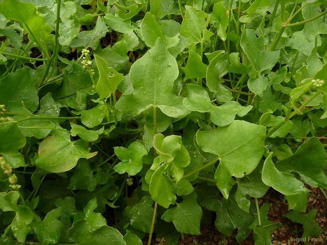 20.06.2012 - Weinheim, Schlosspark, Heilkräutergarten