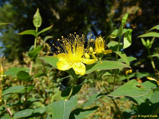 17.09.2018 - Schlosspark Weinheim, Heilkräutergarten