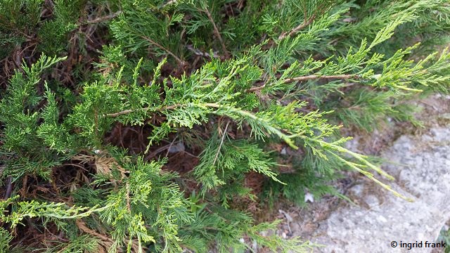 Juniperus sabinae / Sadebaum (11.07.2025; Kloster Lorsch, Kräutergarten zum Lorscher Arzneibuch)