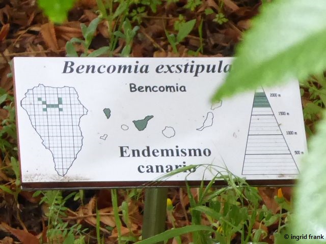 23.02.2018 - Botanischer Garten Informationszentrum Nationalpark Caldera de Taburiente, La Palma