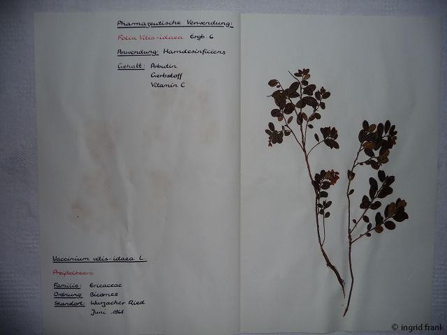 In meinem Herbarium von 1969