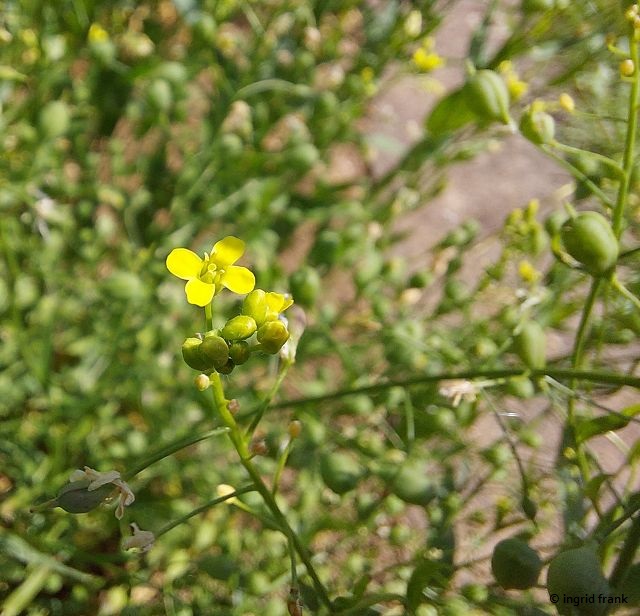 19.06.2026 - Botanischer Garten der Universität Ulm