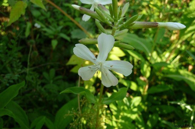 15.07.2010 - Im eigenen Garten
