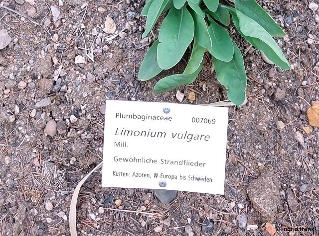 02.07.2023 - Botanischer Garten Universität Heidelberg