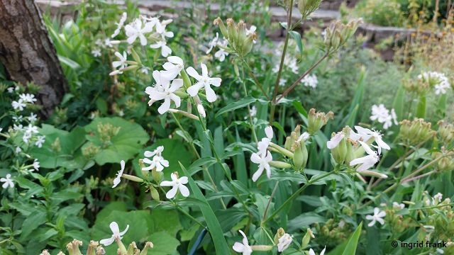 Saponaria officinalis / Echtes Seifenkraut