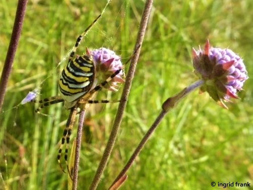 Succisa pratensis / Gewöhnlicher Teufelsabbiss
