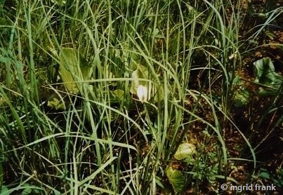 Calla palustris / Sumpf-Schlangenwurz (Kleiner Arbersee im Bayerischen Wald)