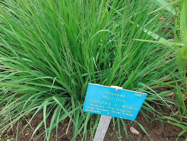 16.06.2025 - Botanischer Garten Tübingen