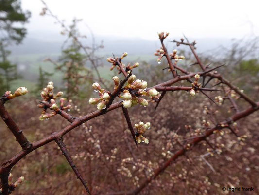 Prunus spinosa / Gewöhnliche Schlehe (09.04.2019; nahe Laibfelsen bei Fridingen)