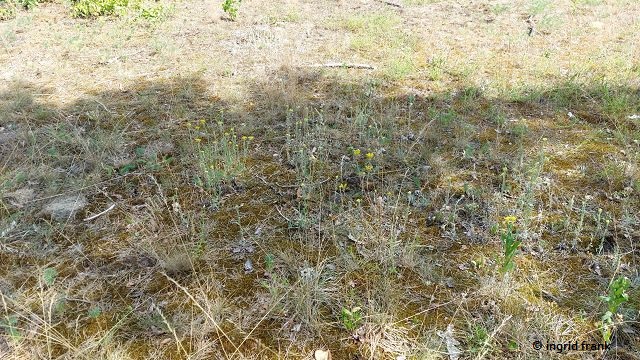 Helichrysum arenarium / SandStrohblume