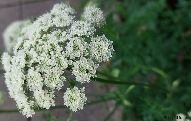 16.06.2025 - Botanischer Garten Tübingen