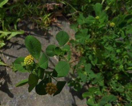 Medicago lupulina - Hopfen-Schneckenklee