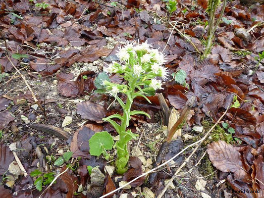 Petasites albus / Weiße Pestwurz (09.04.2019; zwischen Donau und Knopfmacherfels)