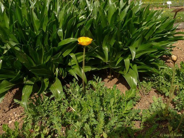 27.04.2015 - Botanischer Garten Ulm