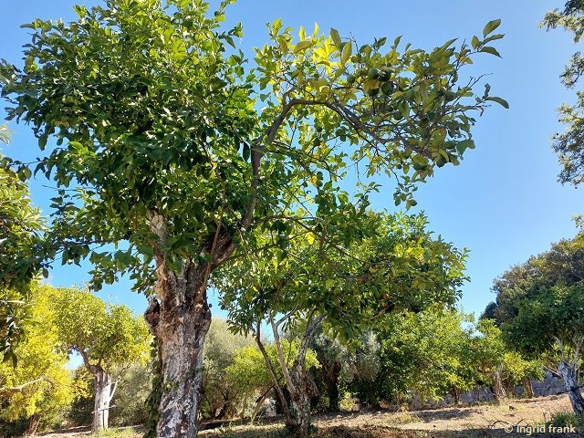 29.09.2025 - Sizilien, Syrakus, Archäologiepark 