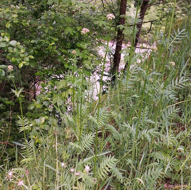 15.05.2026 - Trentino, Parco Fluviale Torrente Centa