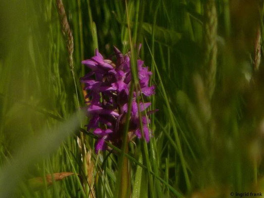 Dactylrhiza incarnata / Fleischfarbene Fingerwurz