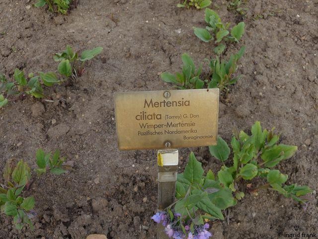 05.05.2014 - Botanischer Garten Berlin