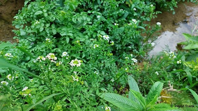 Nasturtium officinalis / Gewöhnliche Brunnenkresse  (01.06.2025; Hasenbach bei er Wimsener Höhle)