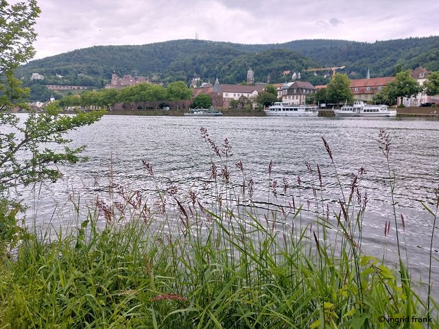 25.05.2025 - Heidelberg, am nördlichen Neckarufer