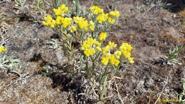 Helichrysum arenarium / Sand-Strohblume