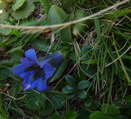 Gentiana acaulis / Stängelloser Enzian, Koch-Enzian    VI-VIII 