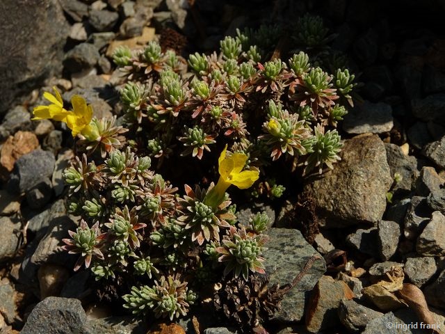 06.05.2016 - Botanischer Garten Adorf im Vogtland