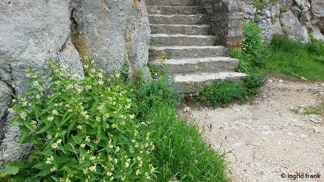 Vincetoxicum hirundinaria / Weiße Schwalbenwurz
