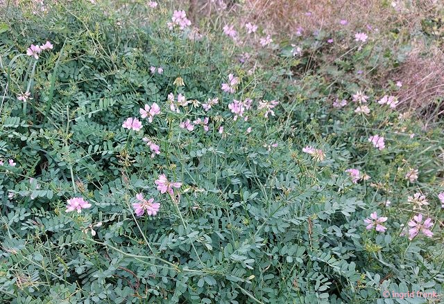 17.09.2025 - An der Ahr beim Kloster Calvarienberg