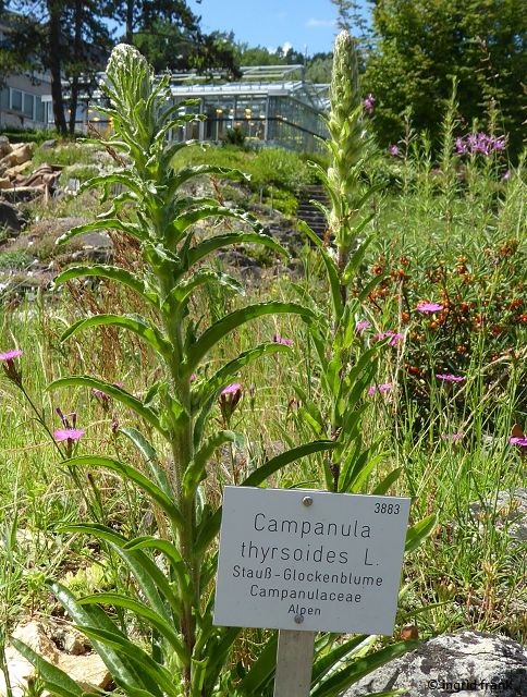25.06.2022 - Botanischer Garten der Universität Tübingen