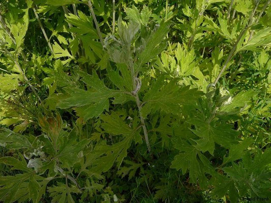 Artemisia princeps / Japanisches Moxakraut (27.05.2012;Kräutergarten Salem Lindenhof bei Stadtsteinach)