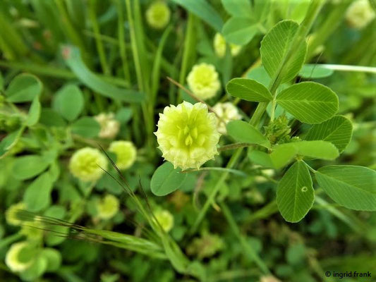 Trifolium campestre / Feld-Klee    (30.04.2019; Italien, Toskana, bei Lucca)