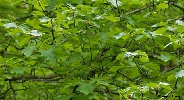 Sorbus torminalis / Elsbeere
