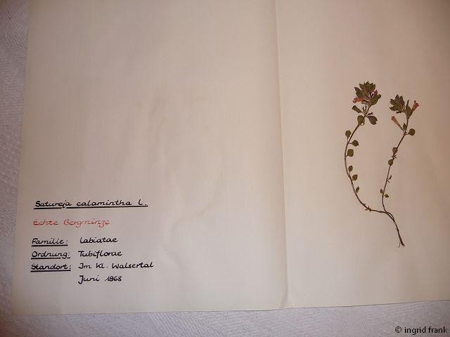 In meinem Herbarium von 1969