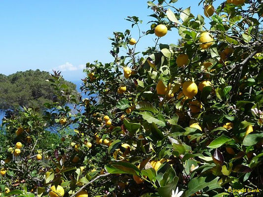 Citrus limon / Zitrone    (29.04.2016; Italien, Insel Elba)
