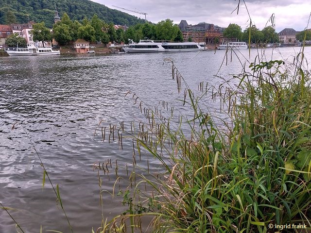 25.05.2025 - Heidelberg, am nördlichen Neckarufer
