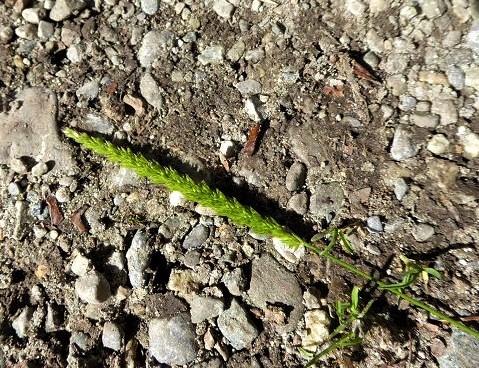 Cynosurus cristatus / Wiesen-Kammgras