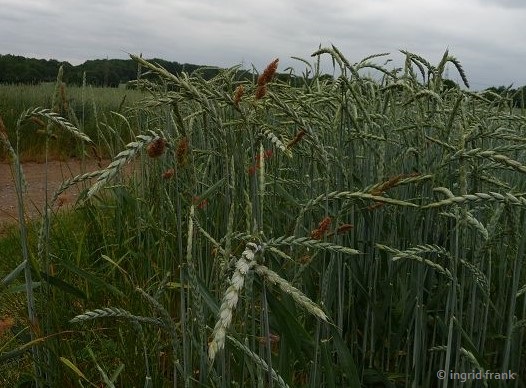 Triticum spelta / Dinkel