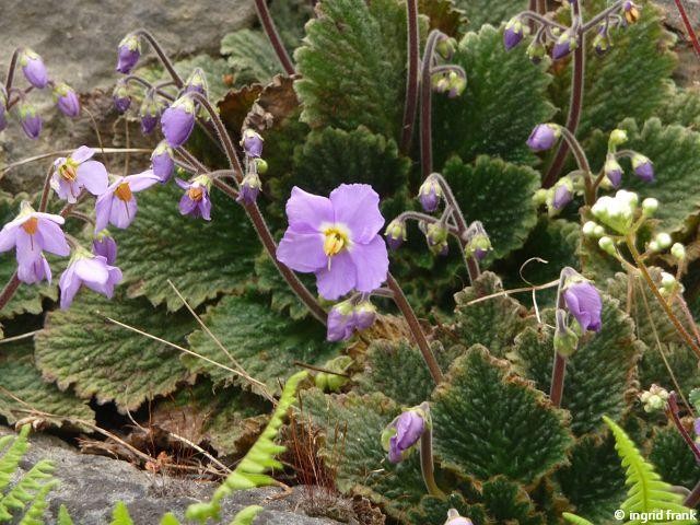 05.05.2014 - Botanischer Garten Berlin