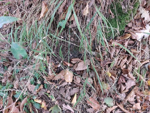 17.09.2025 - Ahrtal, auf dem Krausberg bei Dernau