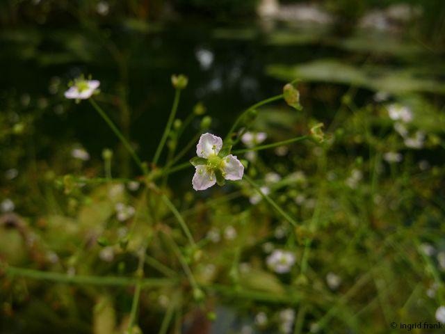 29.07.2014 - Park der Fondation Beyeler in Riehen