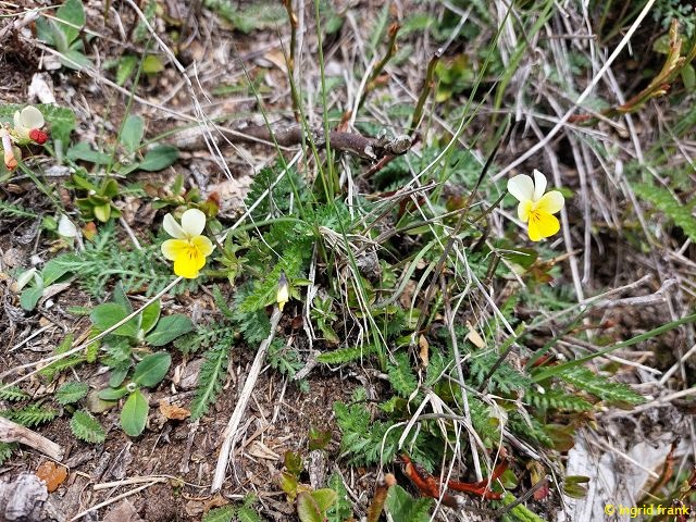 13.05.2026 - Trentino, Valsugana, Panarotta